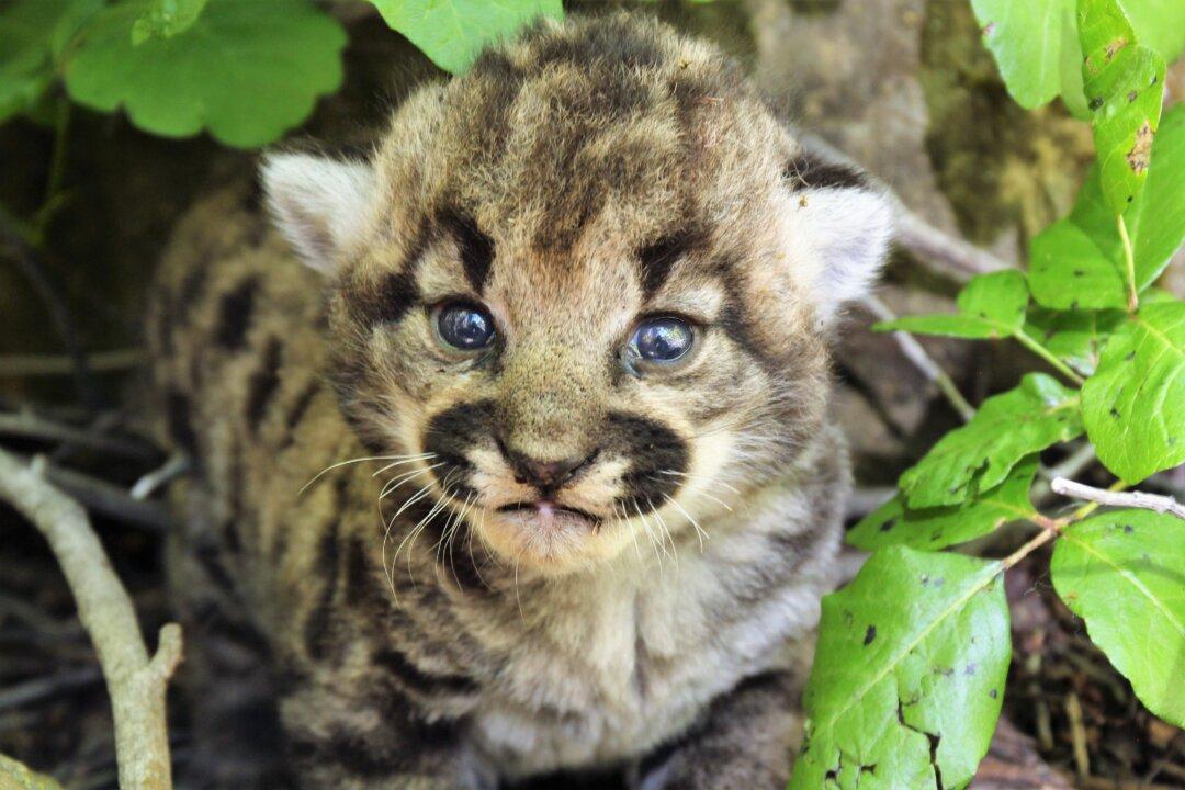 3 Mountain Lion Kittens Discovered in Simi Hills
