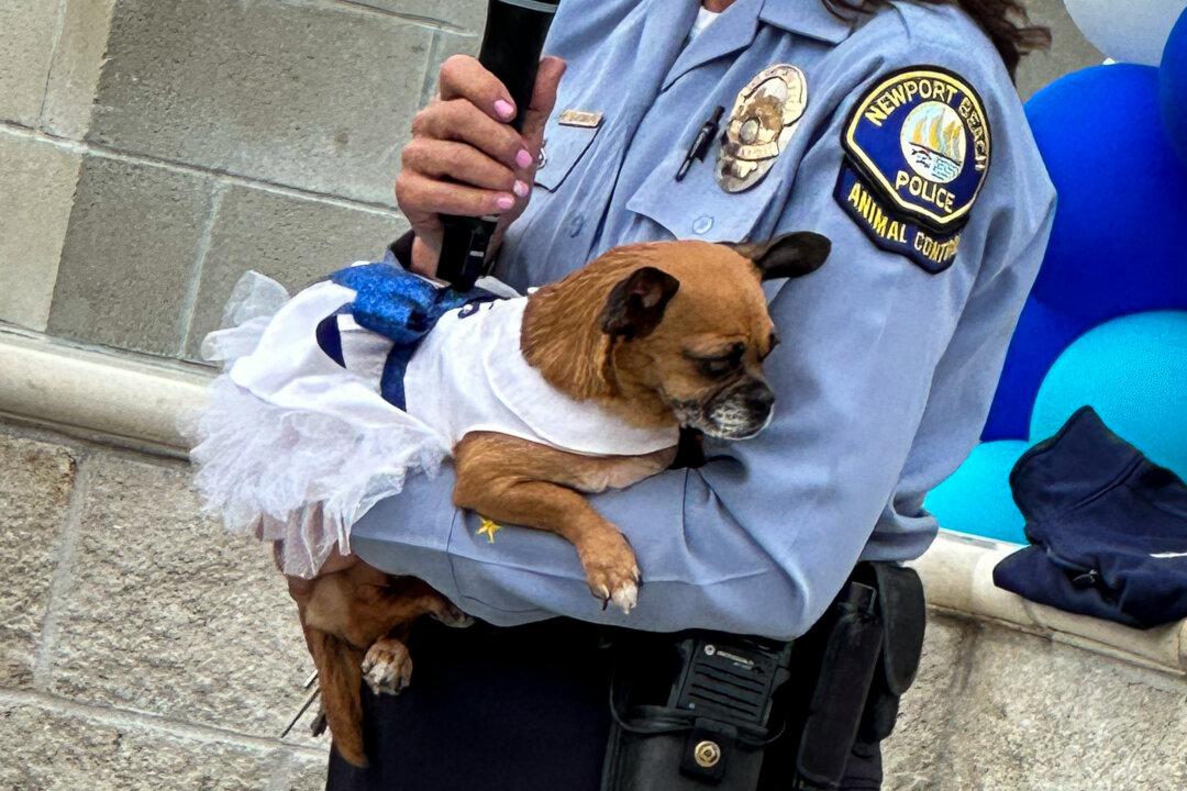 Newport Beach Animal Shelter Named California Nonprofit of the Year