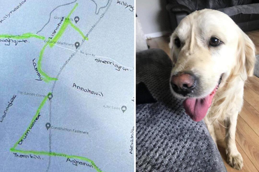 Rehomed Dog That Ran Away Travelling 40 Miles Back to Original Owner Reunites With New Family