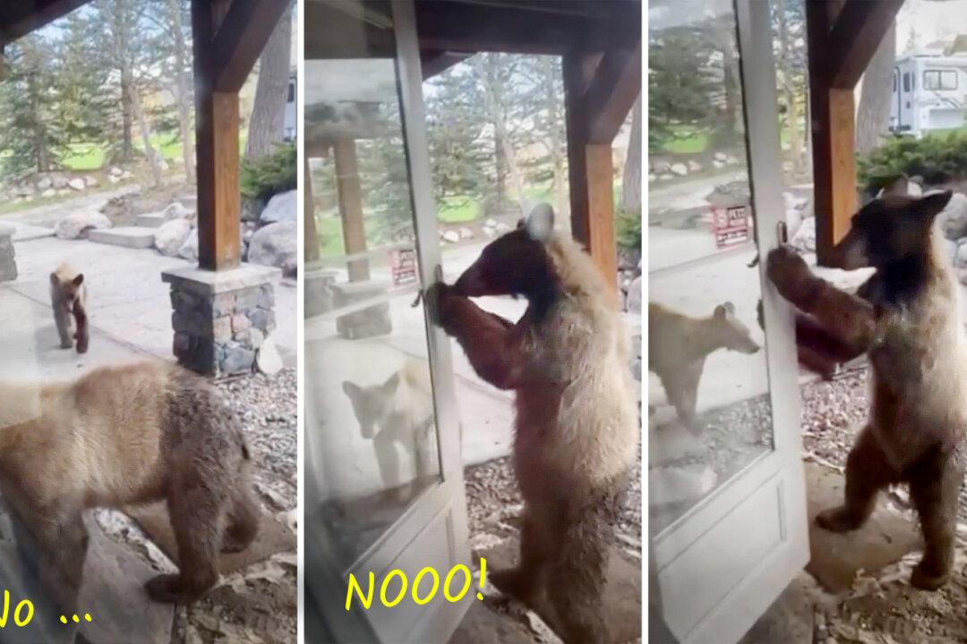 VIDEO: Homeowner Sees Curious Bear Cub Open Front Door, but What She Does Next—The Cub is Shocked