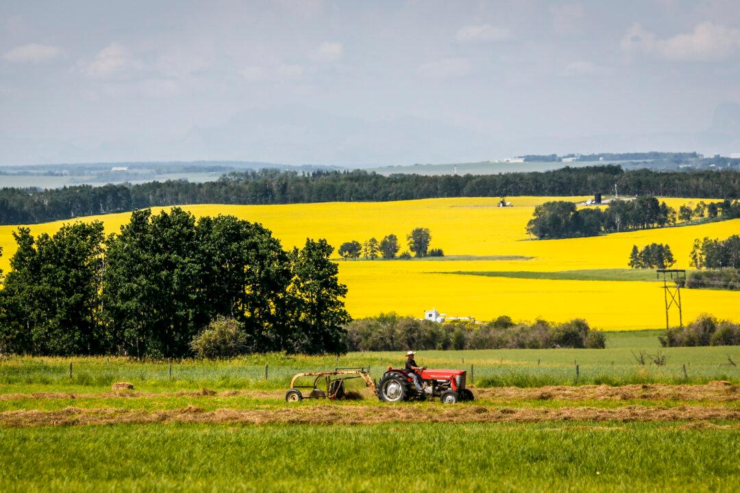 China’s Envoy Says Beijing Will Scrap Canola Tariffs If Canada Drops EV Levies