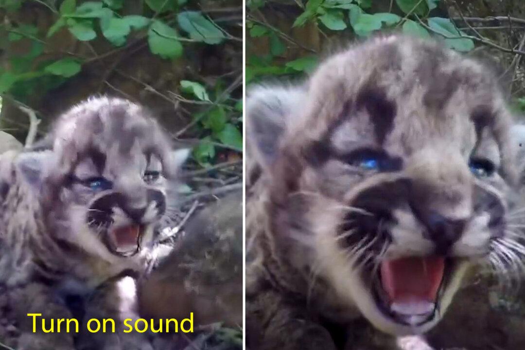 VIDEO: Biologists Discover Adorable Trio of All-Female Mountain Lion Kittens in Den North of Los Angeles