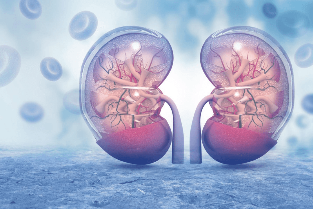 Osteoporosis, Tinnitus, and Hair Loss Are Kidney Related, Tips on Invigorating Renal Function