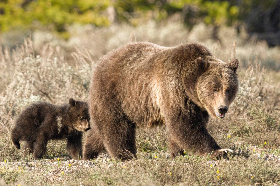 Famous Bear ‘Queen of the Tetons’ Breaks Record, Emerges From Hibernation at Age 27 With a New Cub