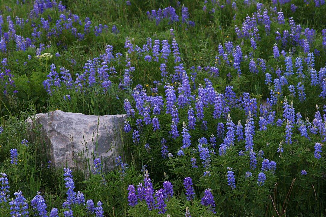 Colorado Wildflowers Could Be Epic This Year Thanks to Abundant Snowpack, but Other Factors in Play
