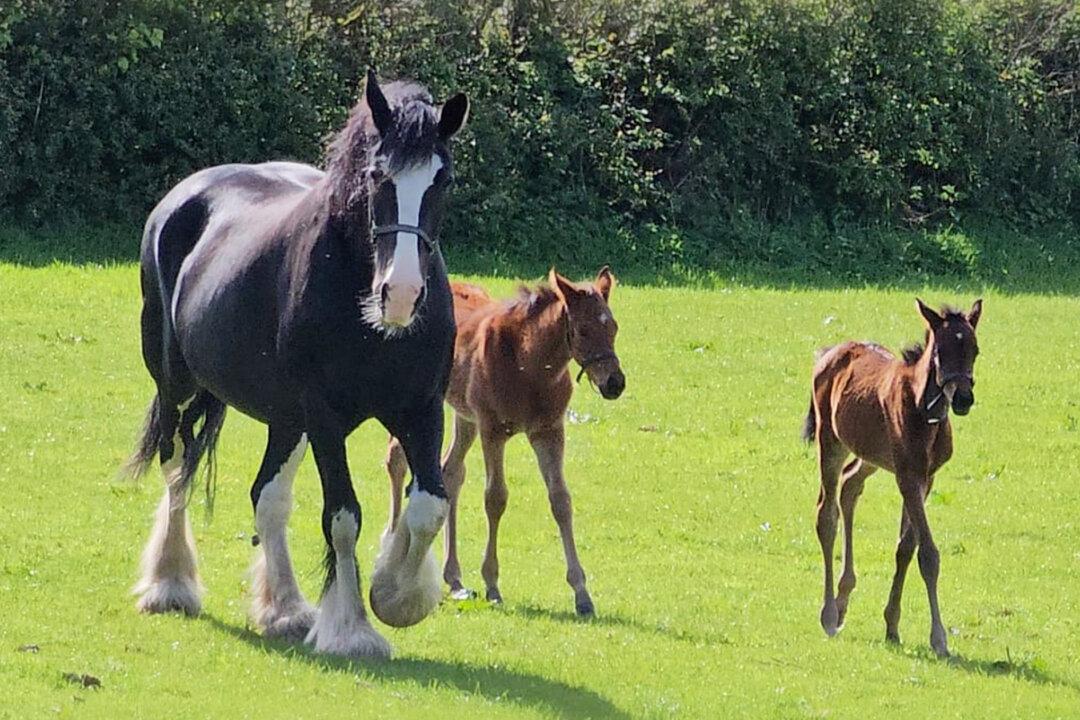 VIDEO: Sad Mare ‘Adopts’ 2 Orphaned Racehorse Foals After Giving Birth to a Stillborn Baby
