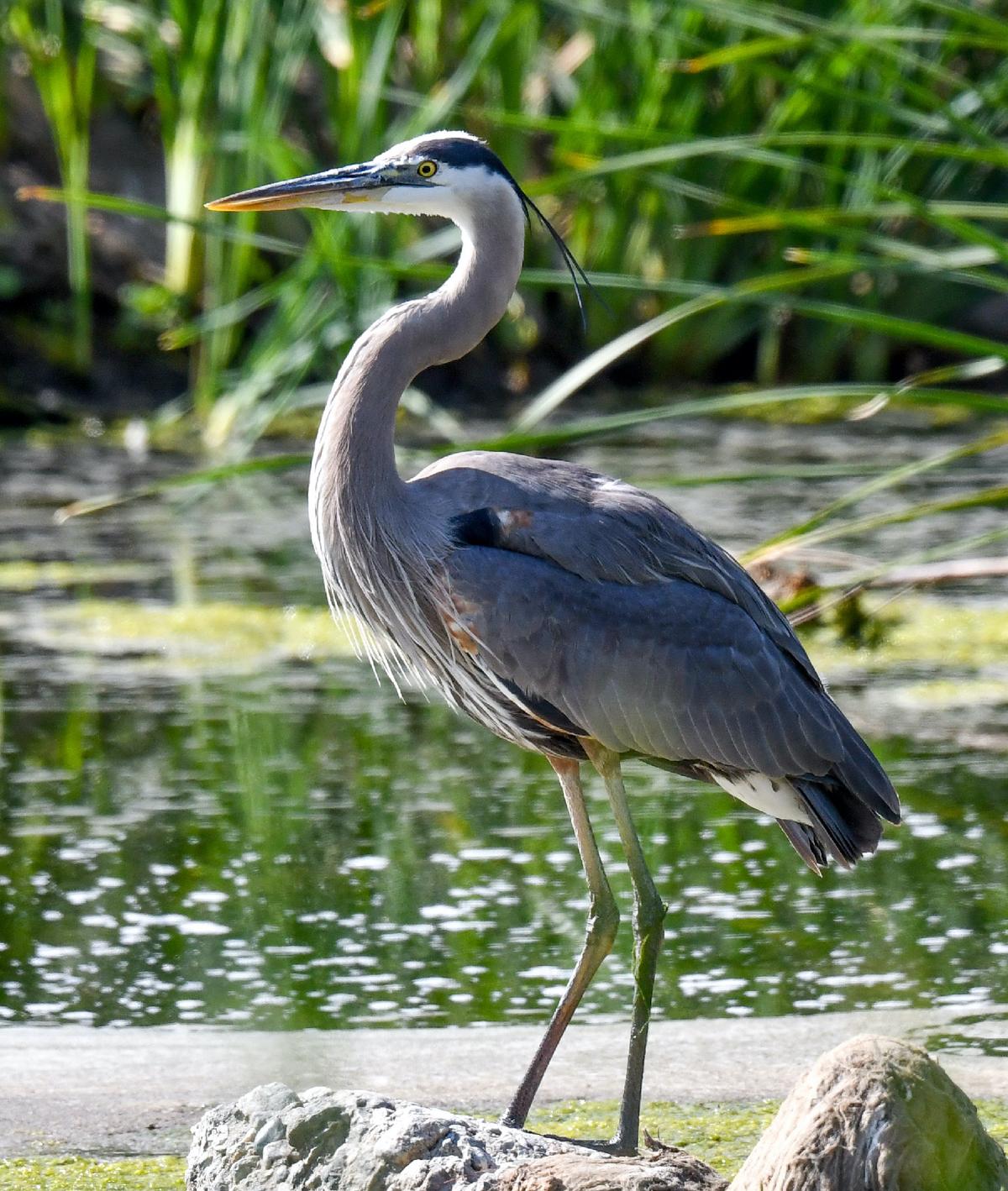 Cambria Is for the Birds and a Lot More