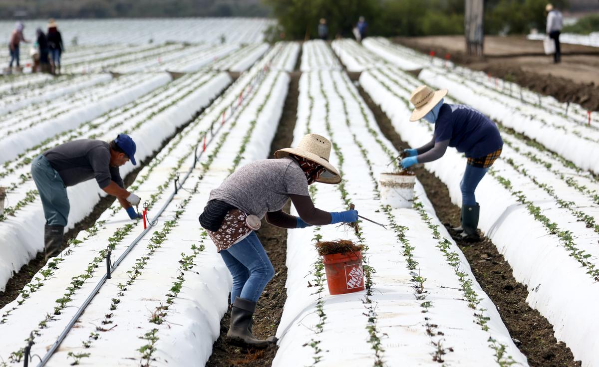 Newsom Signs Bill Eliminating Union Vote-by-Mail for Farm Workers