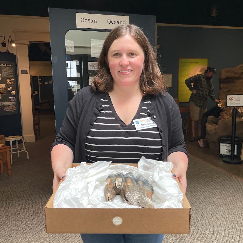 Woman Found Ice-Age Mastodon Tooth on California Beach
