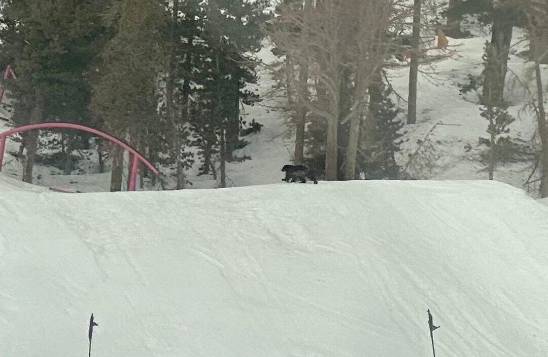 Wolverine Spotted in California, Only Second Time in 100 Years