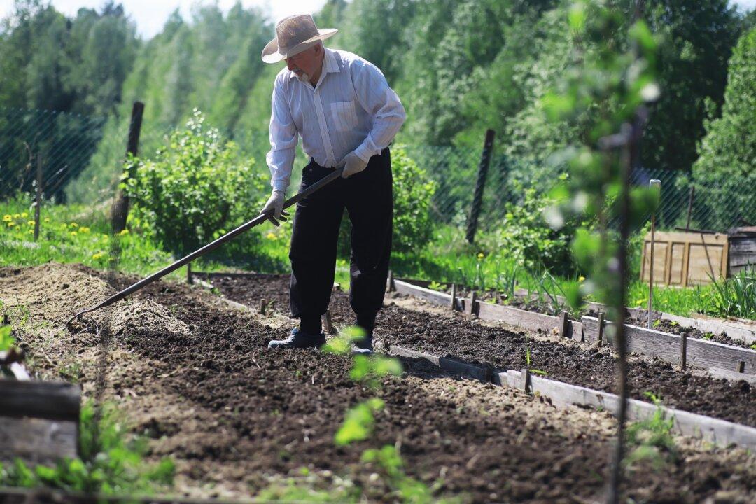 The Cheapskate Gardener