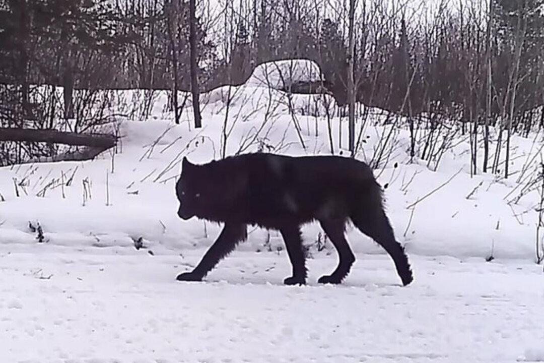 ‘It’s Almost Surreal’: Rare Lone Black Wolf Caught on Wildlife Camera in Minnesota