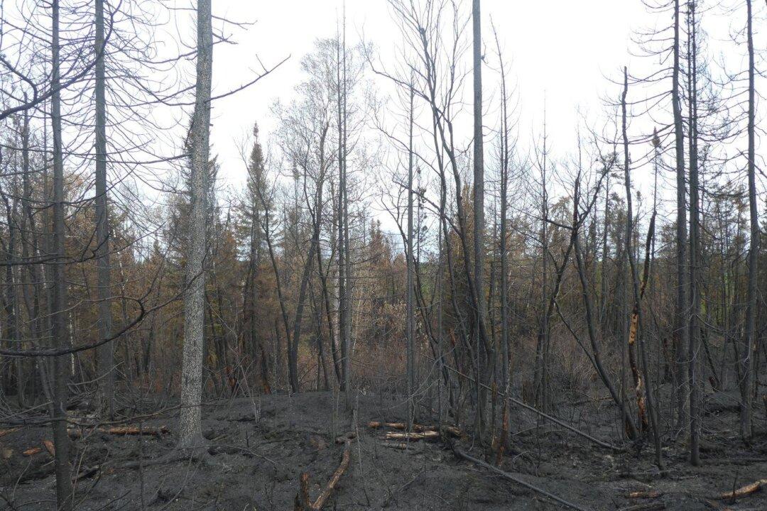 Rain Should Help Quebec Firefighting Effort as More Than 7,200 People Still Evacuated