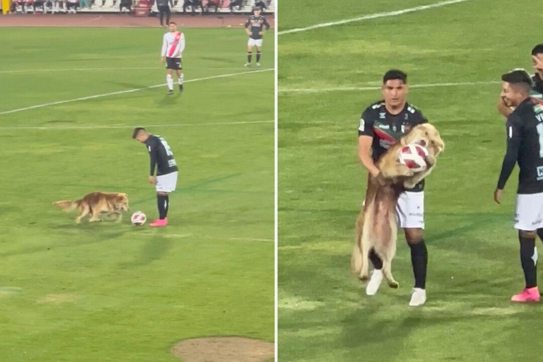 VIDEO: Adorable Fluffy Dog Interrupts a Soccer Game, Steals the Ball, and Refuses to Let It Go