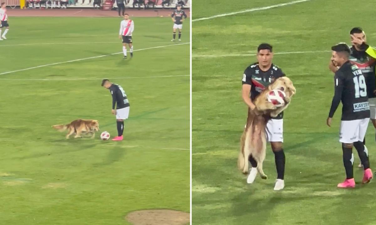 VIDEO: Adorable Fluffy Dog Interrupts a Soccer Game, Steals the Ball, and Refuses to Let It Go