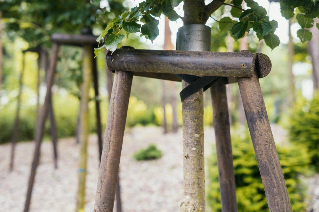Tree Staking and Palm Trunks