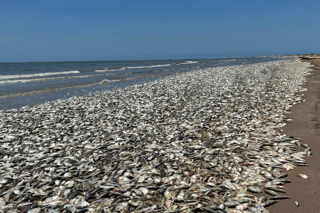 Texas Beaches Cleared After Inundated With Thousands of Dead Fish From ‘Fish Kill’