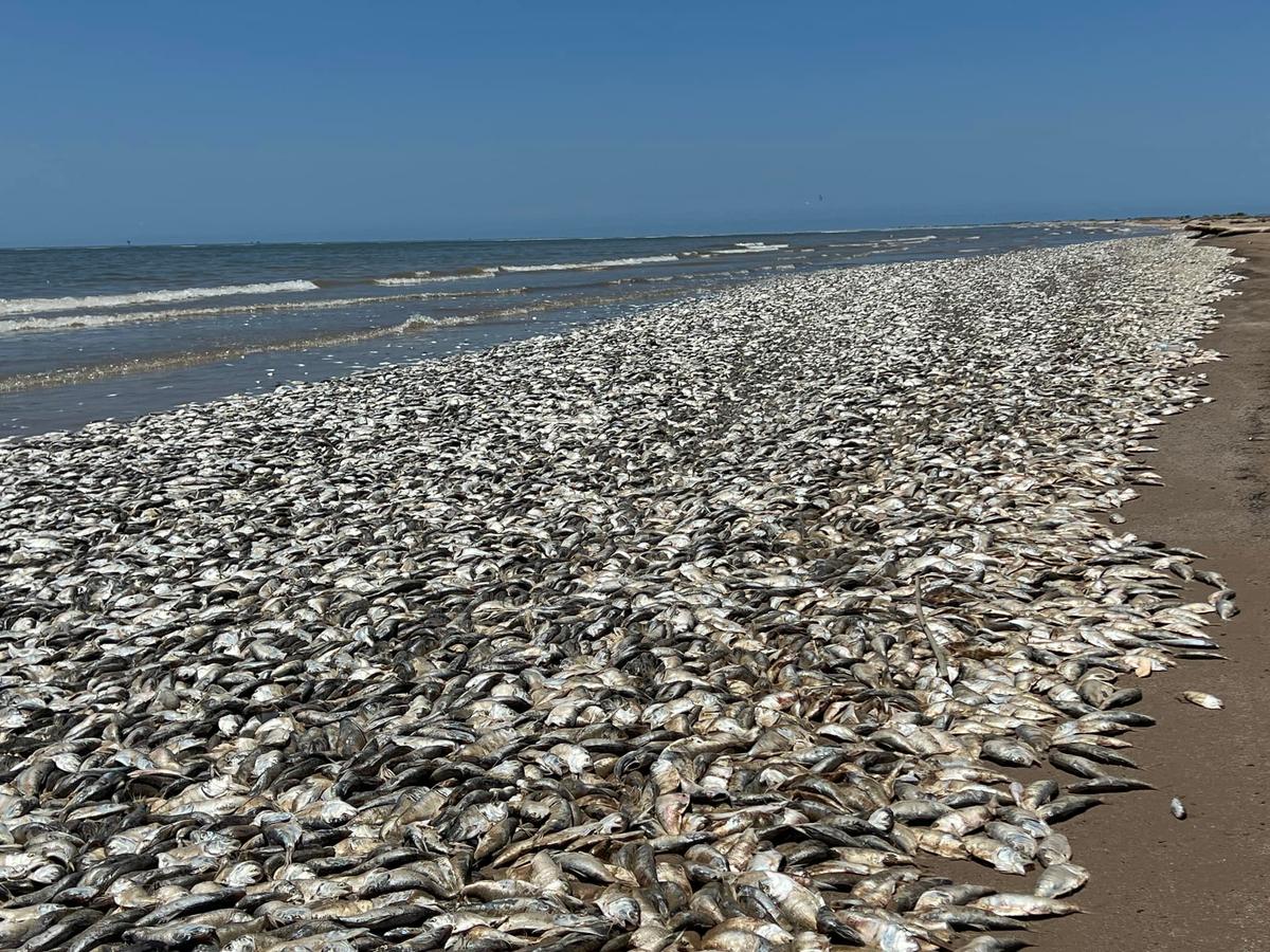 Texas Beaches Cleared After Inundated With Thousands of Dead Fish From ‘Fish Kill’