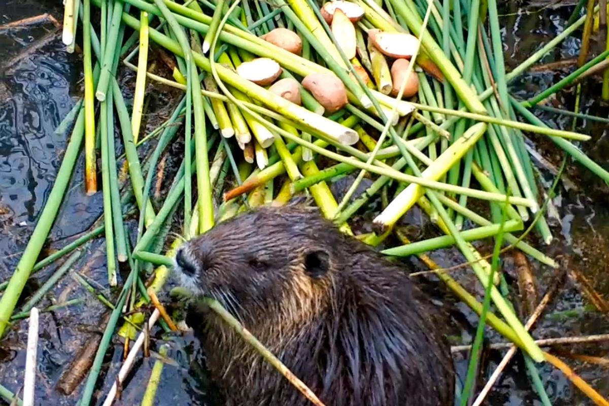 California Government Works to Nip Invasive Nutria Infestation in the Bud
