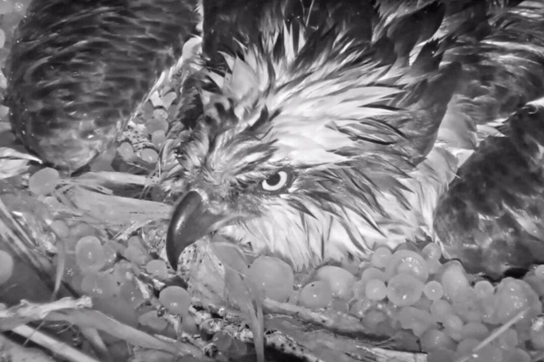 Mama Osprey Braves Colorado Hail Storm to Protect Unhatched Eggs—Here’s the Live Camera Footage