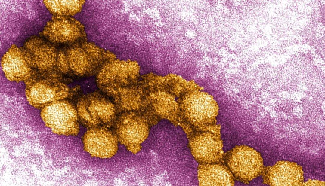 Officials Issue Alerts About Potentially Deadly Mosquito-Borne Virus Across US