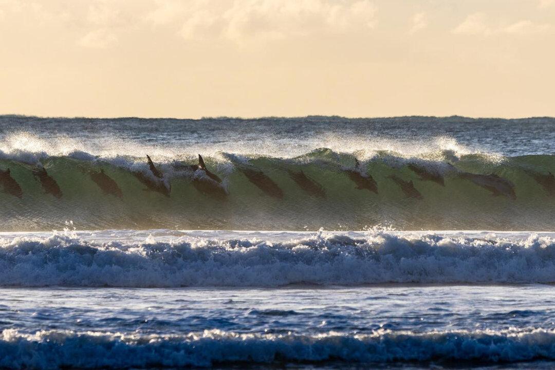 Just Having Fun: Rare Photos of an Entire Pod of Dolphins Surfing a Morning Wave in Sync