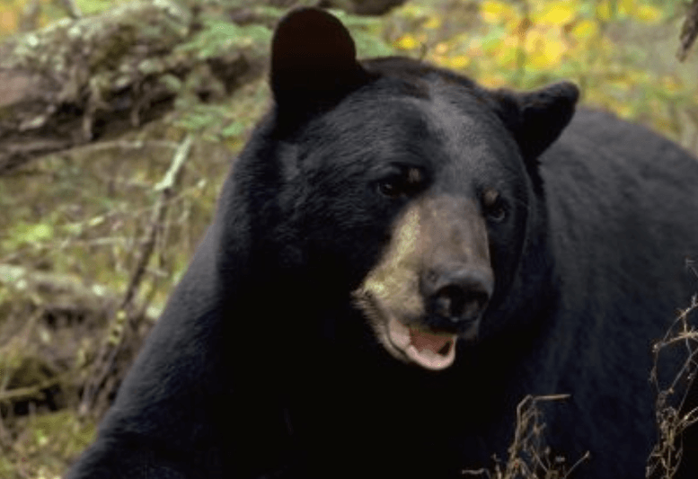 Connecticut Officials Used a Bear to Skirt Warrant Requirements, Spy on Landowners