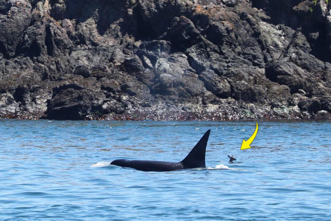 Rare Photo: Killer Whale and Deer Pictured Swimming Together Near the US-Canada Border