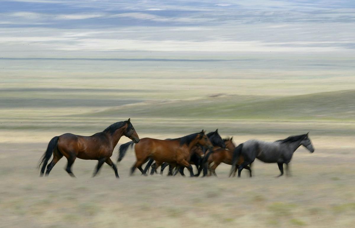 Volunteers Pony up Thousands in Donations to Purchase Disputed Alpine Horses at Auction