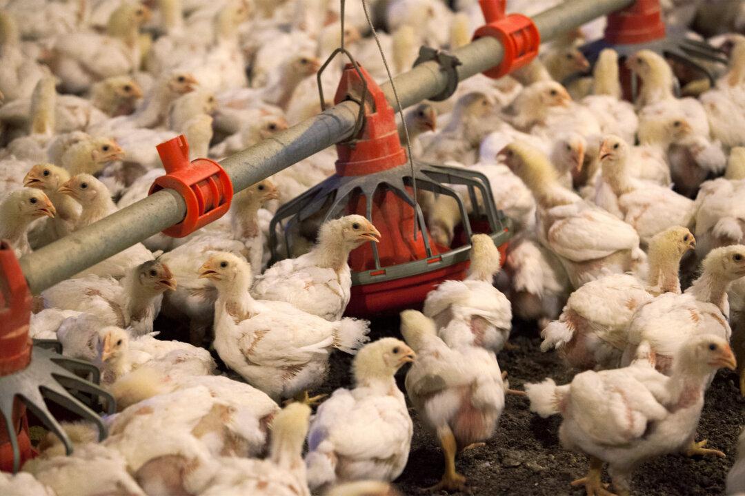 US to Spend $502 Million on Future Bird Flu Response
