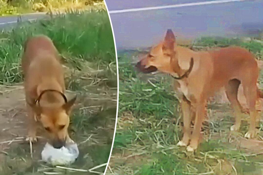 Abandoned Dog Waits by the Roadside for 2 Months for Its Owner to Return
