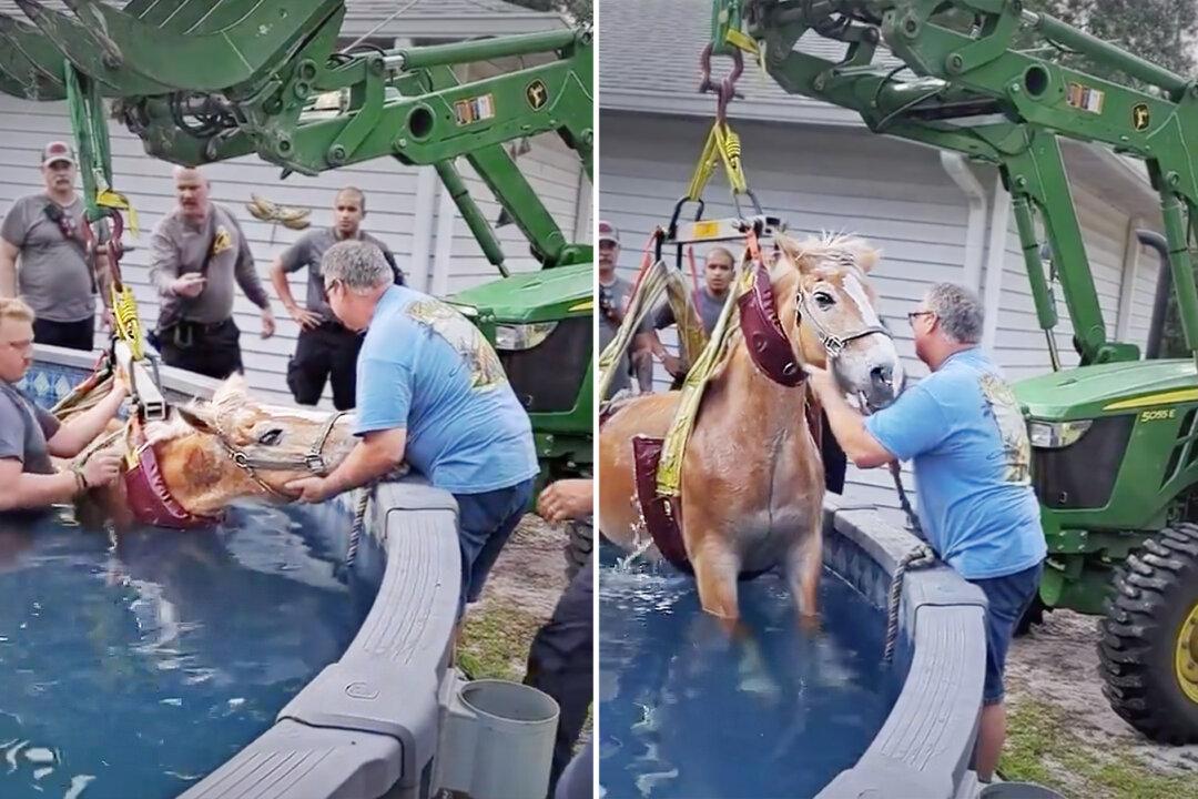 VIDEO: Fire Rescue Gets Call of Panicked Horse Stuck in Swimming Pool—Here’s What Happened Next