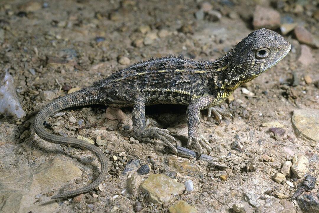 Lizard Location Under Guard to Save Rare Species