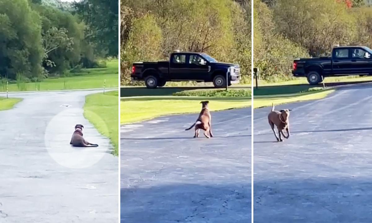 Grateful Dog Waits in the Driveway Every Day for the Miner Who Rescued Her 2 Years Ago: VIDEO