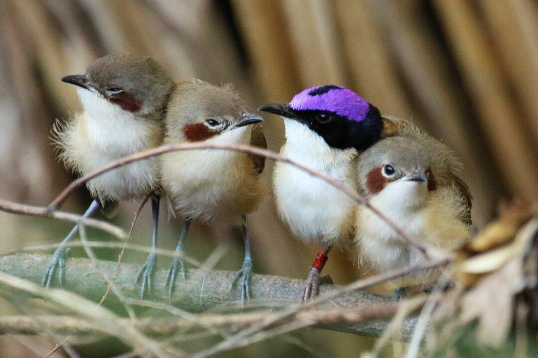 Resilient Purple Fairywrens Survive Record Flooding