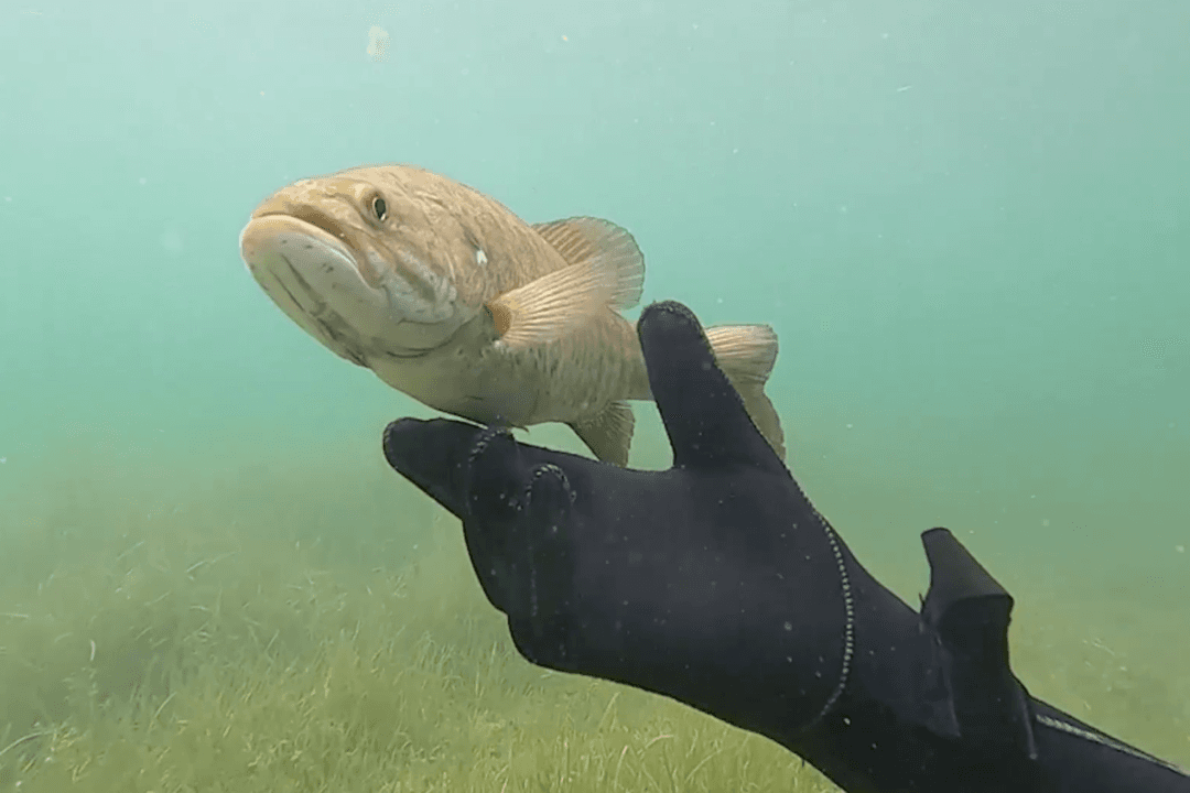 Virtual Modelling To Change Barramundi Production