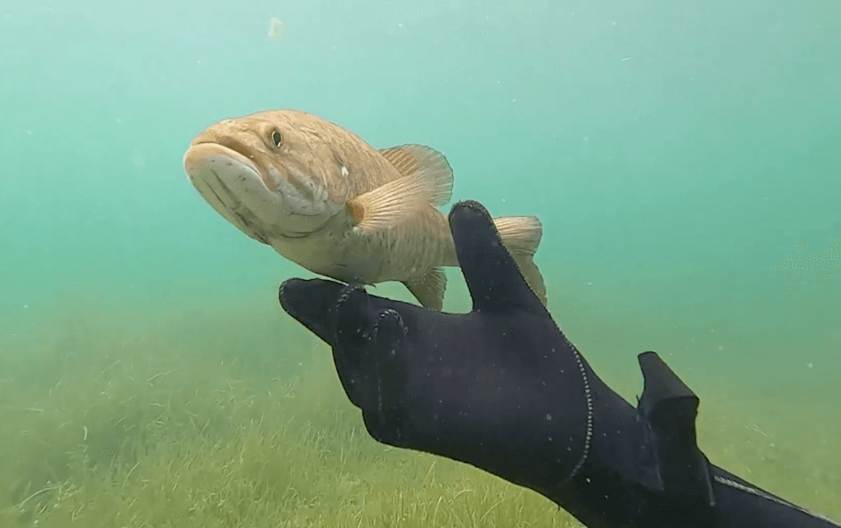 Virtual Modelling To Change Barramundi Production