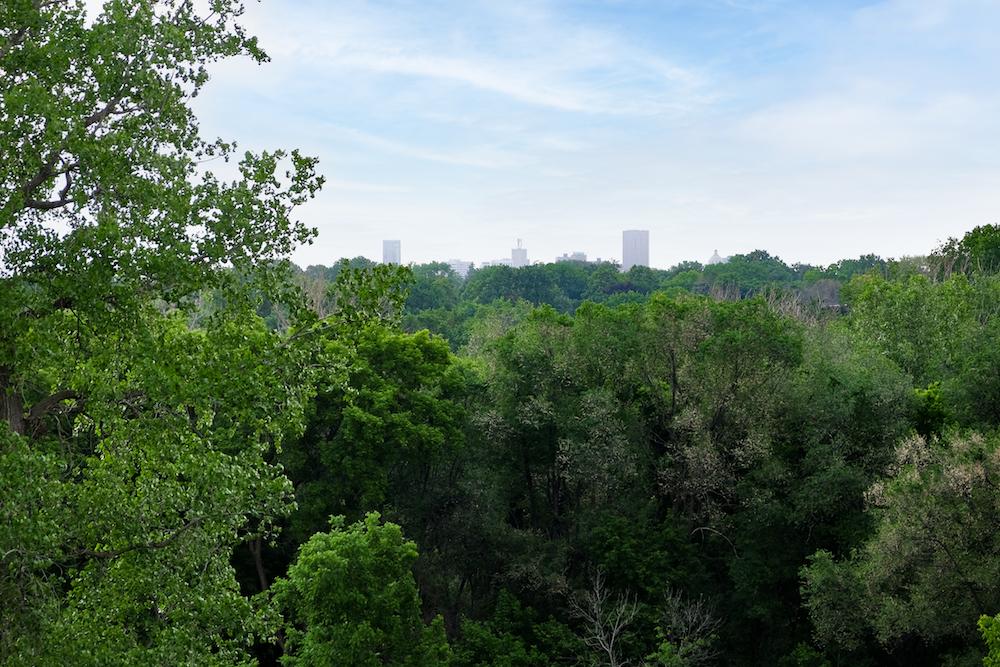 The skyline of the city's downtown area located a few miles away, as seen from Camacho's backyard farm. (Annie Holmquist)