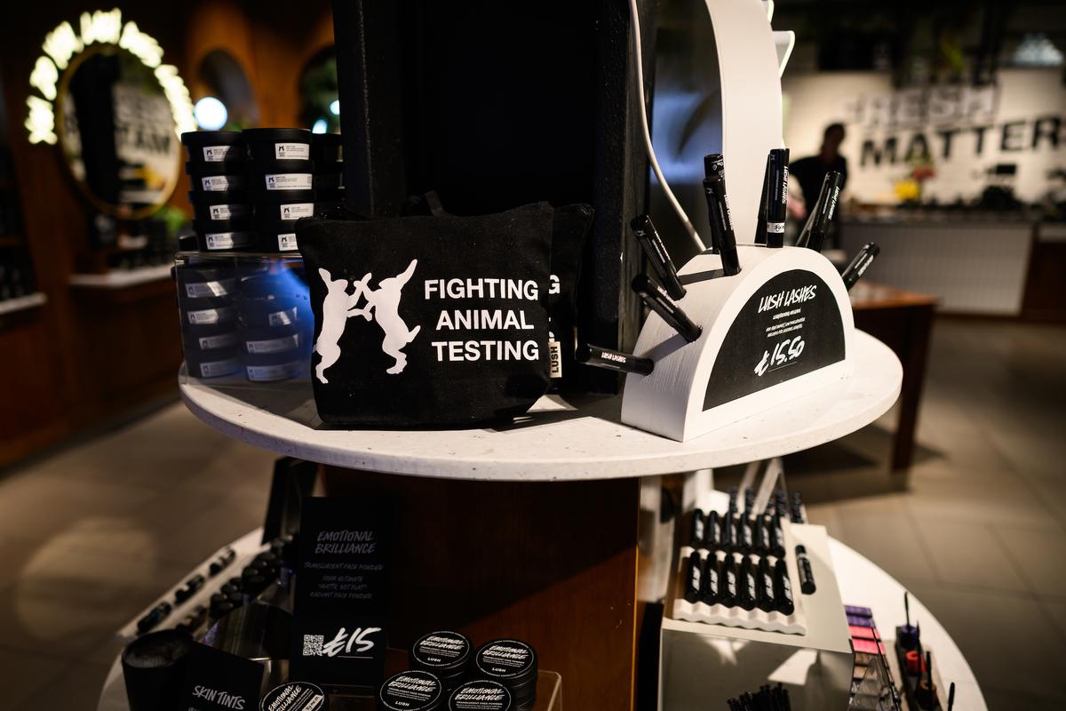 Bipartisan Bill Would End NIH Pain Tests on Cats and Dogs