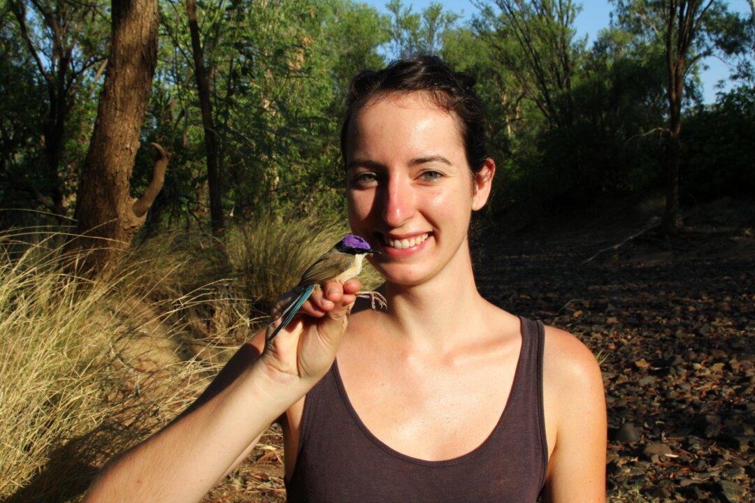 How the Purple Fairywrens Survived Extreme Floods: Bird Expert