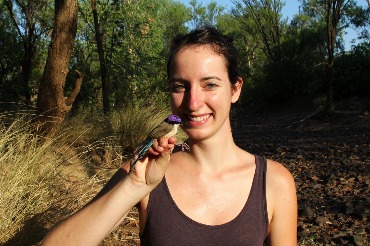 How the Purple Fairywrens Survived Extreme Floods: Bird Expert