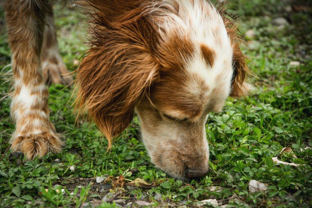 Paintballs Are Toxic to Dogs