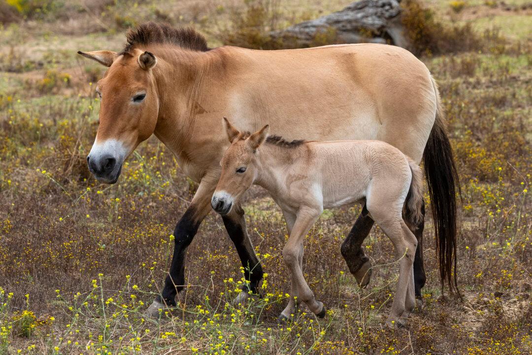 Hundreds of Dead Horses Found at NSW Property