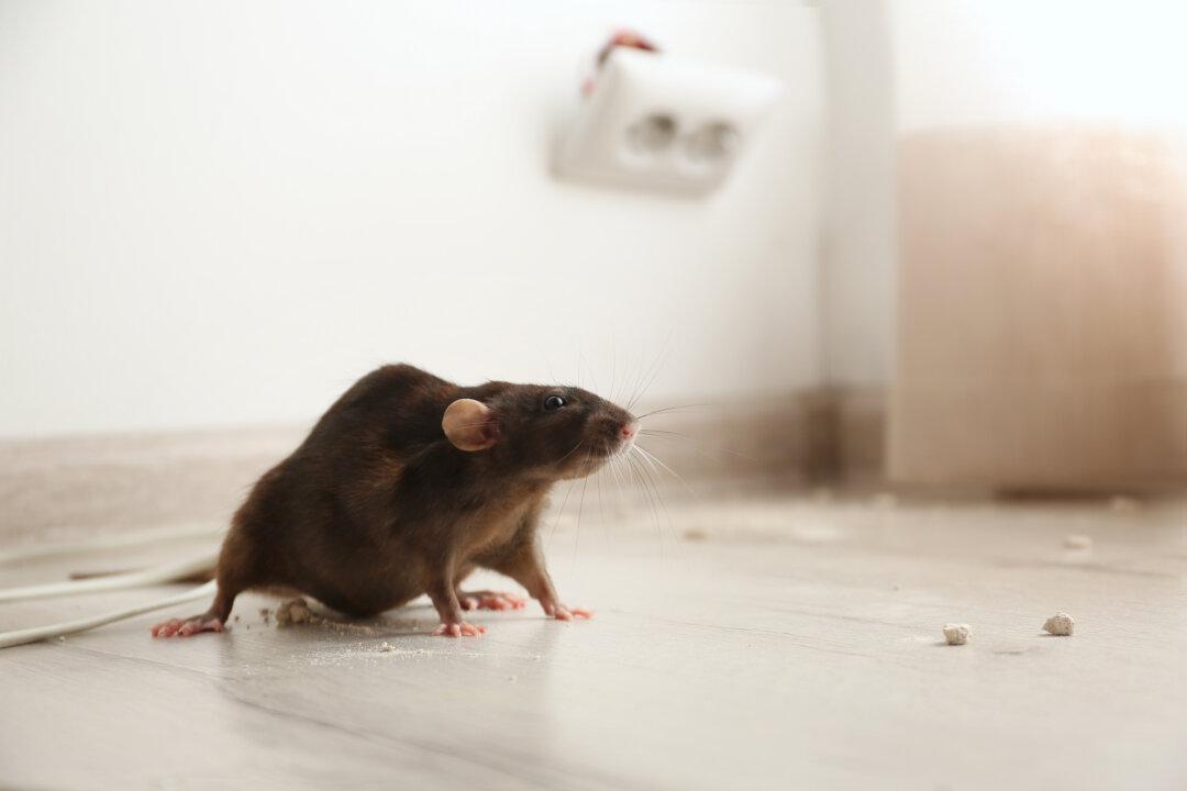 Found a Rat in Your House? Here’s How to Get Rid of It