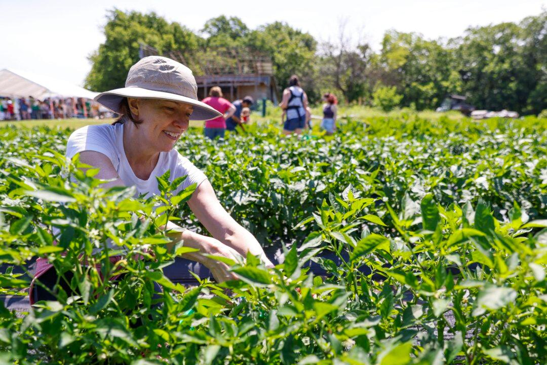 Farmers Market or Agritourism? One Is ‘Like Buying Local on Steroids,’ Farmer Says