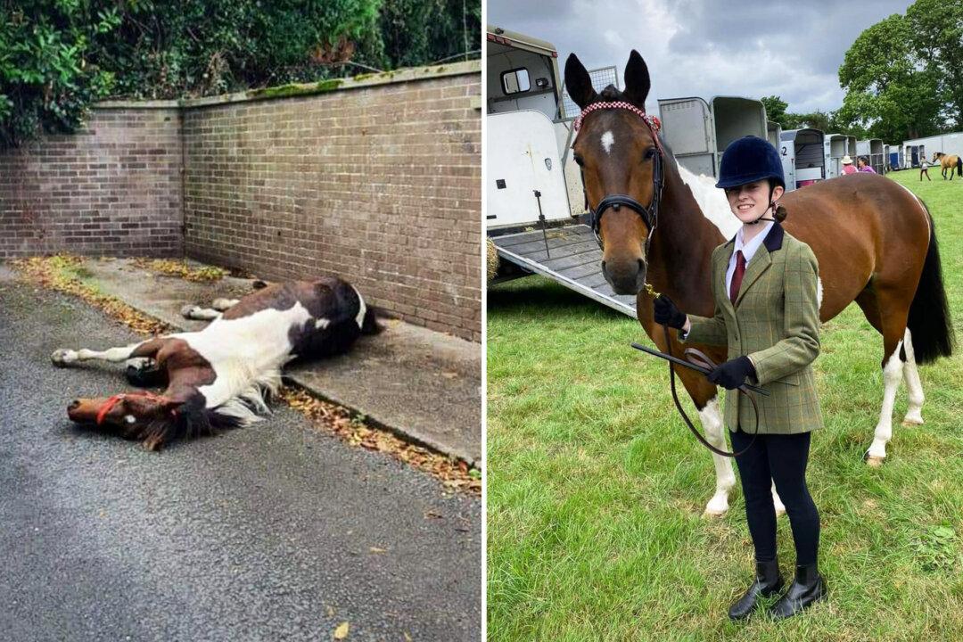 Horse Abandoned by Roadside Wins Silver at Horse Show With His New 13-Year-Old Owner