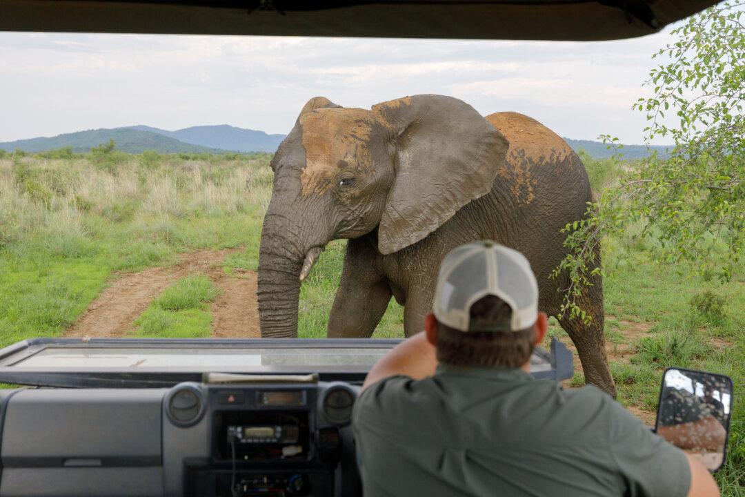 Madikwe: The Most Amazing Game Reserve You’ve Never Heard Of