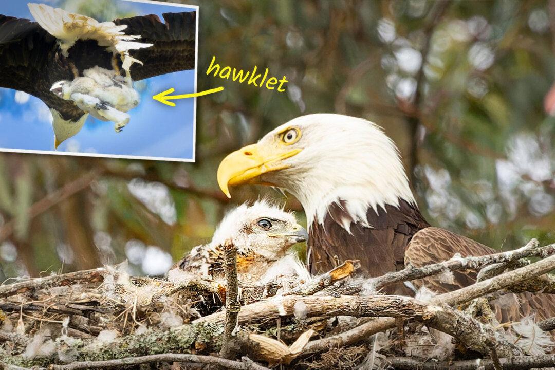PHOTOS: Bald Eagle ‘Kidnaps’ Hawklet to Feed Its Young, but Ends Up Adopting It Instead