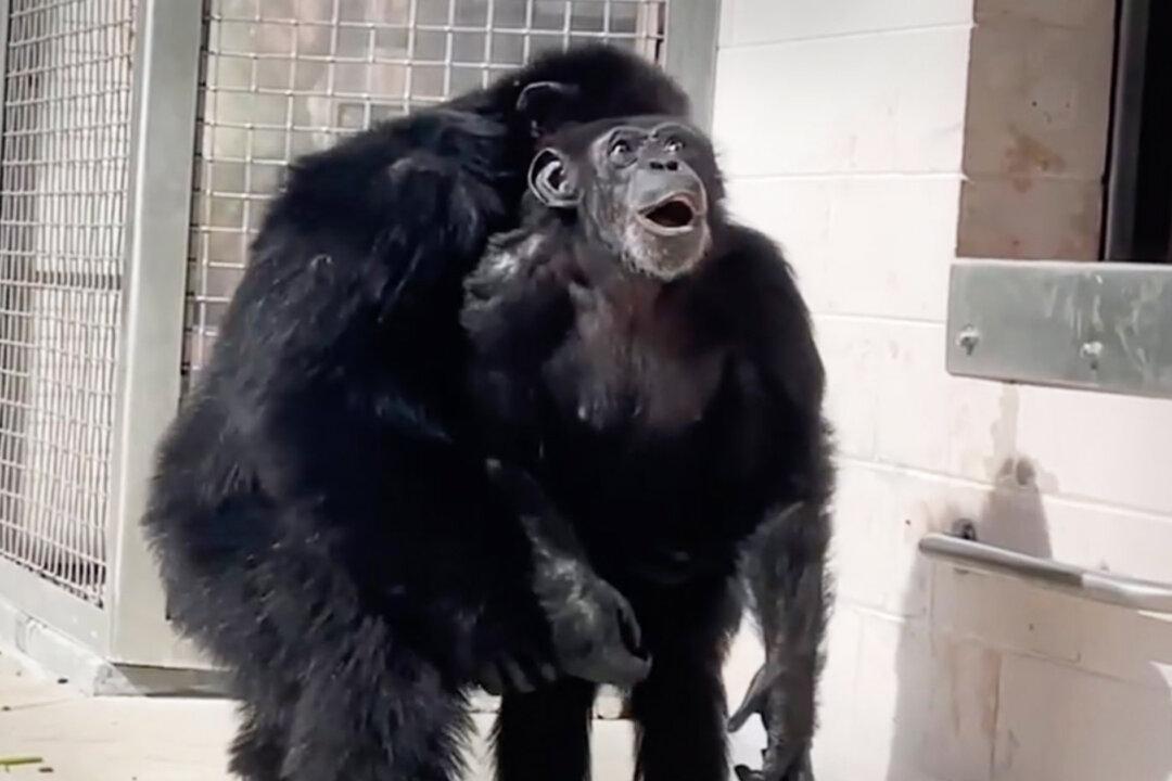 Chimp Who Spent 28 Years in Experimental Lab and Other Facilities Is ‘Awestruck’ to See Sky for the First Time