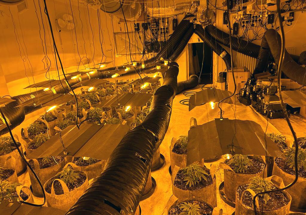 Nearly 1,000 Arrested in ‘Unprecedented’ UK-Wide Crackdown on Cannabis Farms